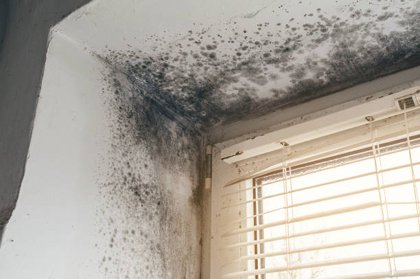Affordable Mold Cleanup solutions in Nanty Glo, PA